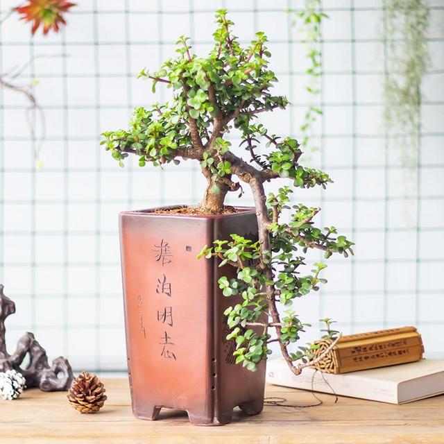 金枝玉叶最娇贵准确一肖香港,金枝玉叶最娇贵,百度好运一点通猜生肖