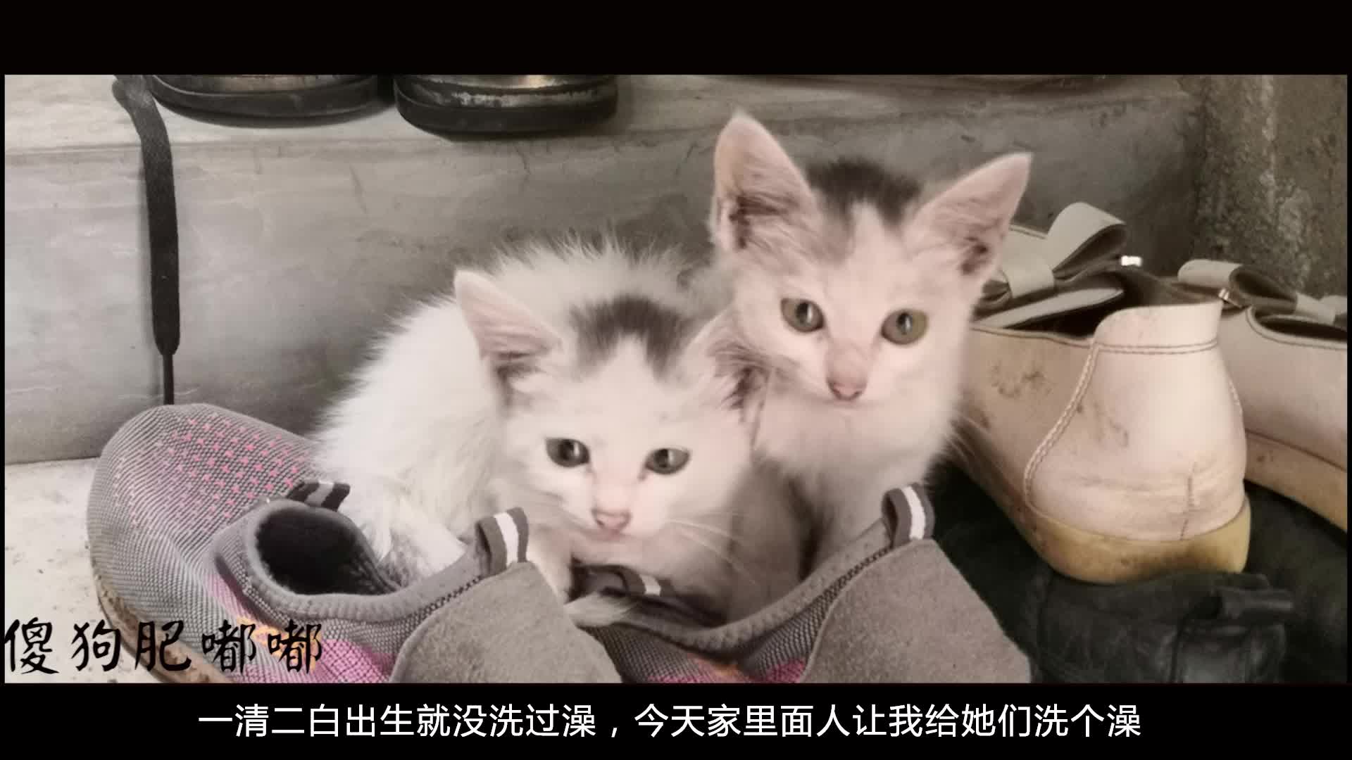 包含一清二白打一最佳动物的词条