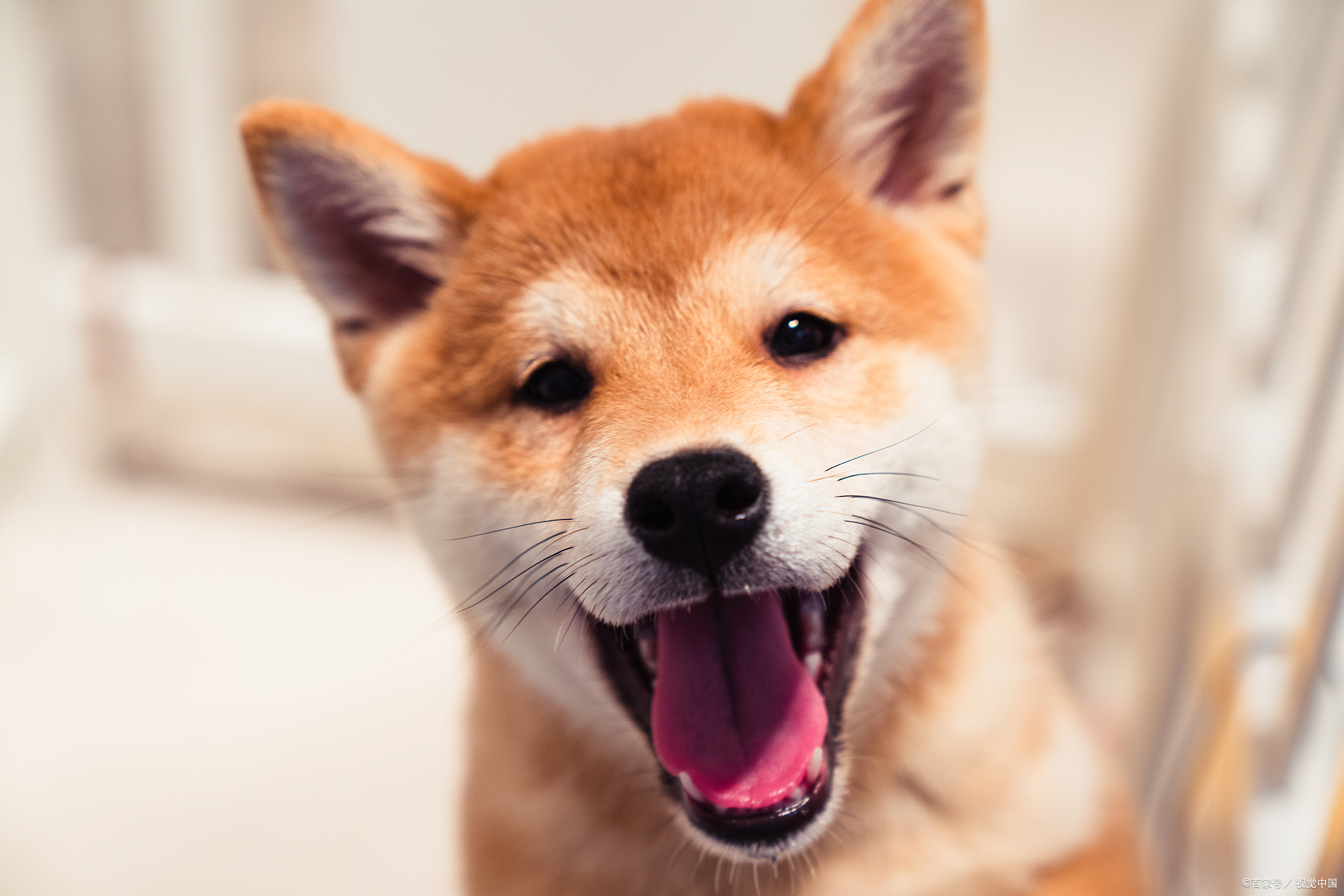 六到今期发神威猜一动物,六到今期万神威是什么生肖