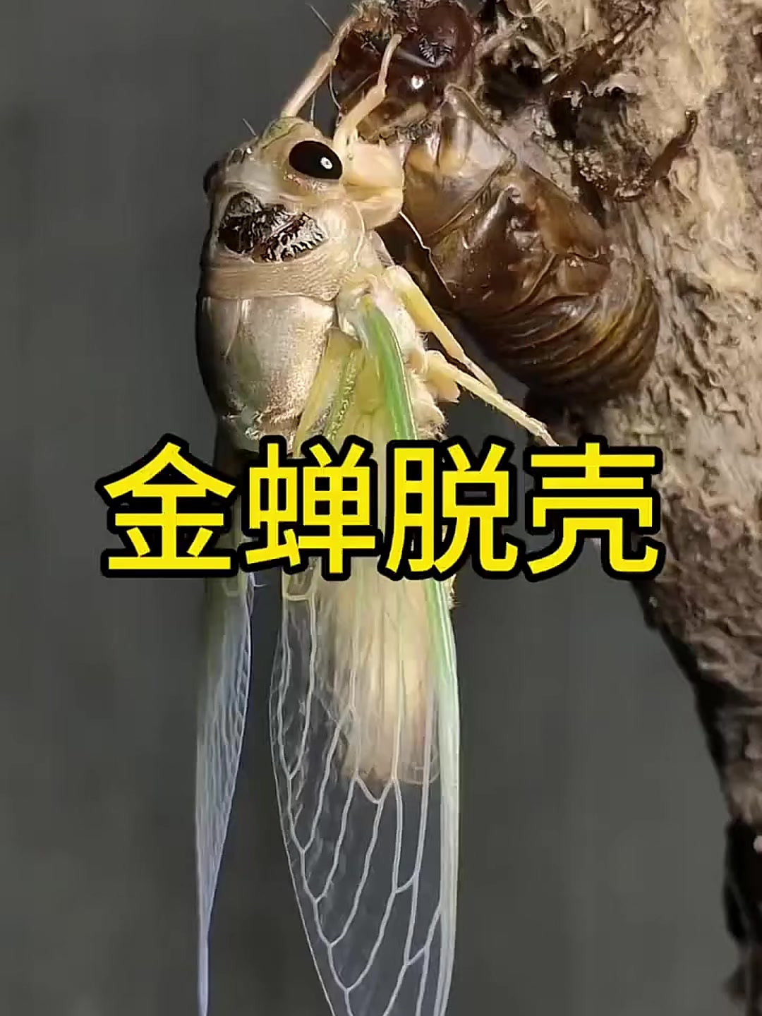 金龟子飞到人身上什么征兆,金龟子飞到人的身上意味什么